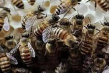 蜜蜂为什么要自然分蜂，是蜜蜂扩大种群数量和范围最主要的方式