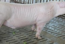 有哪些瘦肉型猪品种，长白猪、大白猪、杜洛克猪均是廋肉型