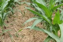 中作012玉米栽培技术要点，适宜在肥力中上等的地块种植