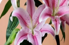 百合花放在室内有没有毒，气温超过0℃才能养在室外