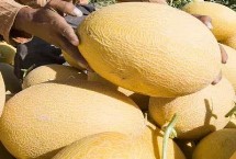 哈密瓜一株留几个瓜，一株只能留一个瓜