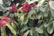 球花石楠的价格以及如何种植，不同规格的售价有所差异