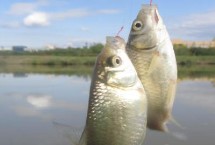 打窝诱鱼，打窝时窝料首选酒米