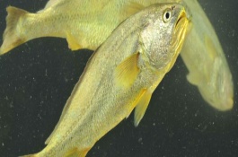 养殖黄花鱼喂养什么饲料，要经常换水