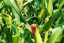 保玉18号玉米栽培技术要点，平均生育期124.5天