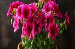 长寿花的开花时间，花期多为12月份至翌年4月份