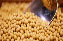 皖宿01-15大豆栽培技术要点，全生育期103天左右