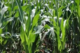 高玉351 玉米栽培技术要点，5叶期每亩追施尿素15公斤