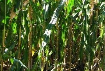 华美558玉米栽培技术要点，中抗茎腐病