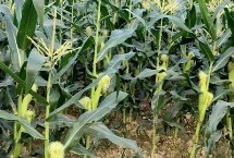 玉丰820玉米栽培技术要点，注意防治瘤黑粉病和穗腐病
