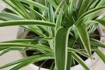 夏天能不能对吊兰换土，可以更换但不能过于频繁