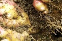 生姜如何追肥，一般可使用硫酸铵等氮肥