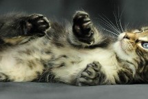 猫咪为什么不让摸肚子，可从小开始抚摸它