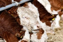 基本农田可以建养牛大棚吗，一定要选择远离人群和公路或者居民楼