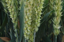 高原776小麦栽培技术要点，注意防治病虫杂草