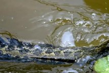 手竿竿止正确用法，掌握好这几点上鱼快