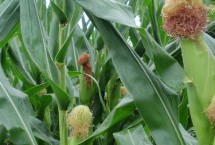 户单5000玉米栽培技术要点，适宜播种期6月上旬～6月中旬