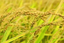 白粤丝苗水稻栽培技术要点，感温型常规稻品种