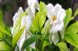 栀子花叶子发黑的补救方法，土壤的pH值调节在4-6.5之间