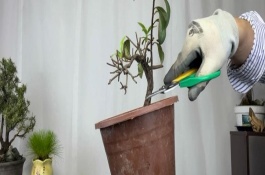 为什么杜鹃花不好养活，要在植株花期结束后进行