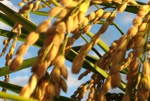 松粳202水稻栽培技术要点，该品种主茎14片叶