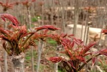 湖北郧西县有哪些特产，郧西野香椿非常有名