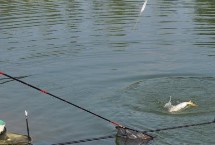 水库守钓大草鱼的技巧及方法，传统钓法可使用玉米