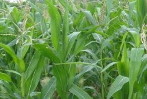 桂单0825玉米栽培技术要点，播种后盖土要均匀