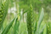 酒春13号小麦栽培技术要点，每亩适宜基本苗40～45万