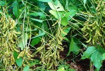 大豆的种植时间，选择适合当地种植的品种