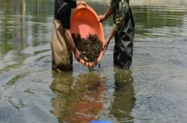 冬季河蟹病害防治技术，连续遇到阴雨天气时要增加池水深度