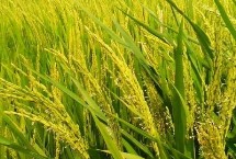 粤野银占水稻栽培技术要点，中抗稻瘟病