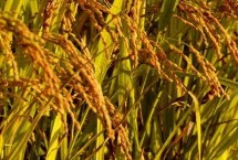 泰优香占水稻栽培技术要点，全生育期平均155.8天