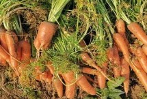 胡萝卜是什么季节的蔬菜，属于秋冬季蔬菜但一年四季可吃到