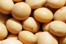 合农74大豆栽培技术要点，在适应区五月上旬播种