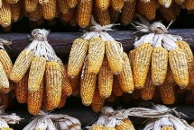 哈丰303玉米栽培技术要点，种植密度不宜过大