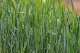 豪麦13小麦栽培技术要点，中抗赤霉病严重度2.7