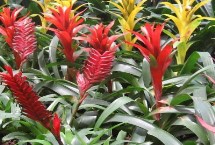 凤梨花的花语，温暖环境下超过30片叶时会自行开花