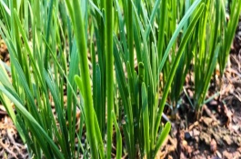 韭菜苗期施肥方式，宜用新籽播种