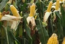 大唐16玉米栽培技术要点，密度4500株/亩