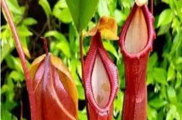 猪笼草害怕哪些昆虫，株高在3米左右