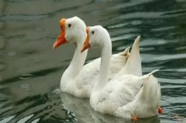 大鹅冬天怕冷吗，可以观察其外形及羽毛