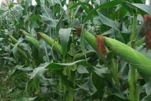 龙垦25玉米栽培技术要点，适宜播种期4月下旬至5月上旬