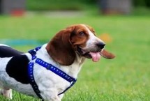 巴吉度狗好养吗，饲养难度较大