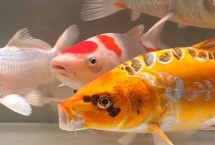 锦鲤好养吗，找准原因对症下药