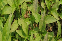 辣椒苗种植密度多少合适，需根据情况及时拔除长势弱的植株