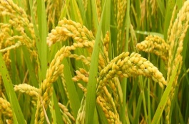 辽粳168水稻栽培技术要点，4月中旬播种