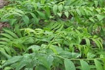 黄精的特征，不同品种茎高不同