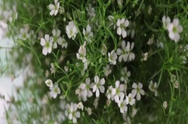 满天星发芽后倒了怎么办，一定要进行摘心