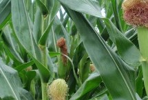 赛博173玉米栽培技术要点，确定最佳的播种期